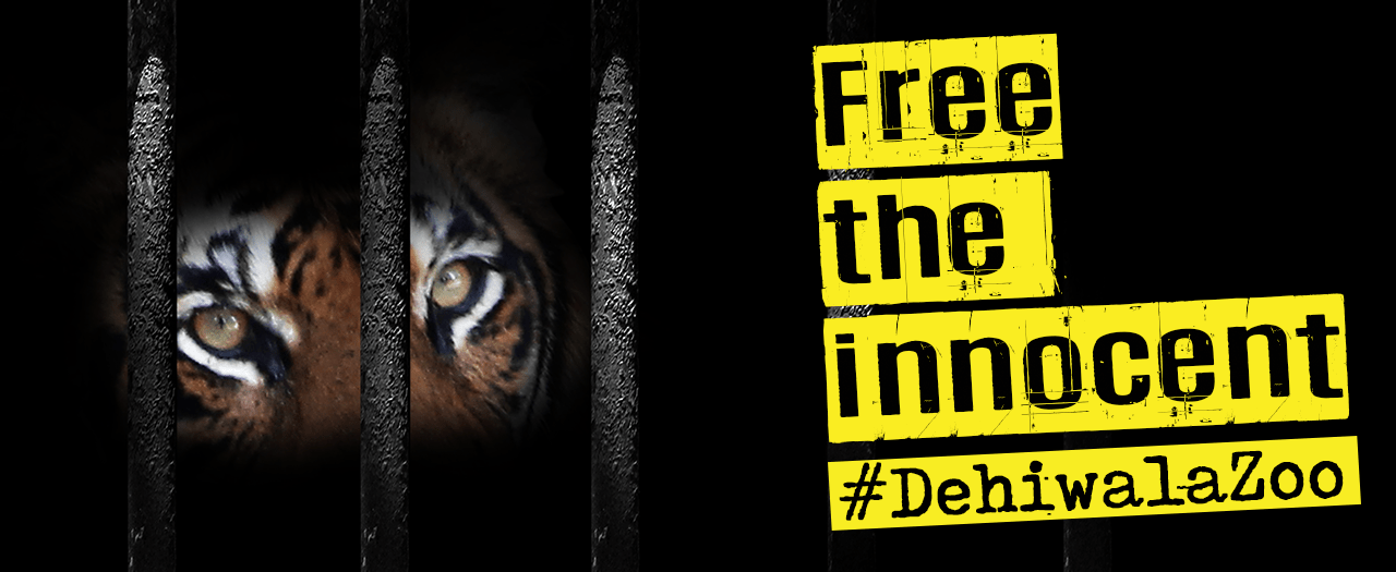 The Time is NOW to Close the Dehiwala Zoo