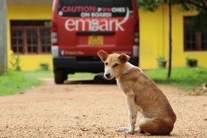 Embark — caring for Sri Lanka's street dogs